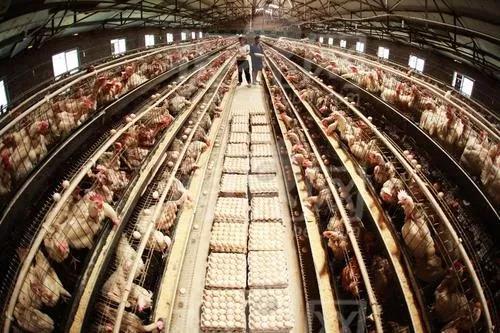 农金专访 | 圣迪乐村赖守勋:家禽养殖业物流受疫情影响,寻求相关部门