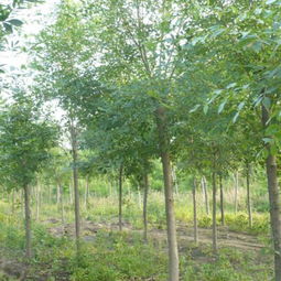 图片,海量精选高清图片库 济宁市任城区俊杰苗木种植基地